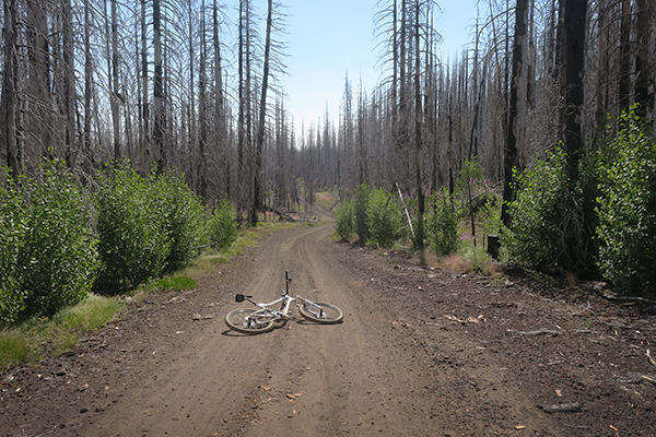 Early morning mountain biking on a Cascade Mountain road