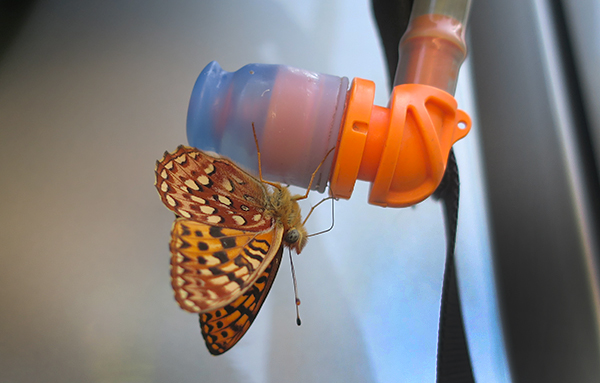 Thirsty Cascade Mountain butterfly