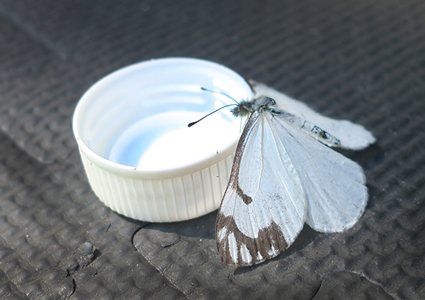 Thirsty Cascade Mountain butterfly