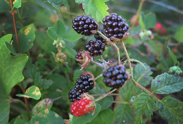 Wild Cascade Mountain blackberries