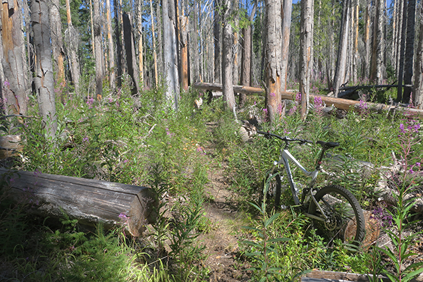 Cascade Mountain trail