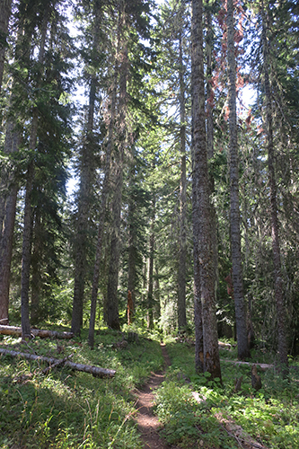 Cascade Mountain trail