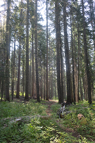 Cascade Mountain trail