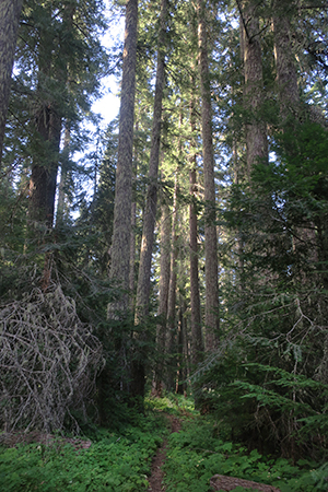 Dark Cascade Mountain trail