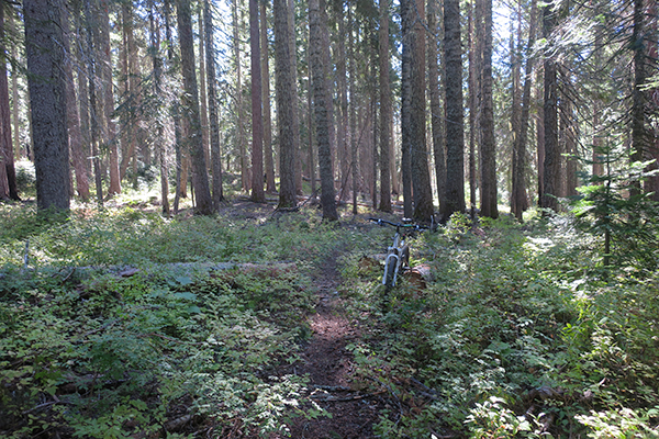 Perfect trail conditions after rain storm