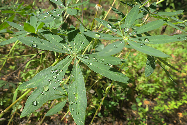 Raindrops on dusty plant leaves