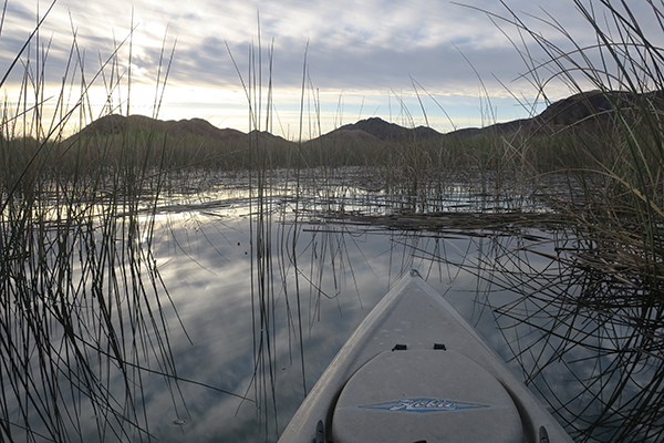 Backwater reeds in the Colorado River provide fish with cover