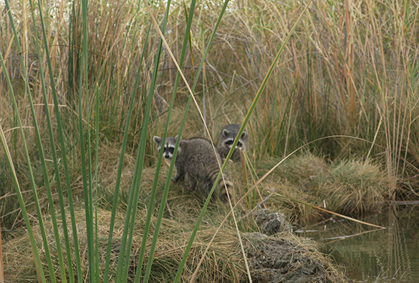 Raccoons on the bank of the Colorado River