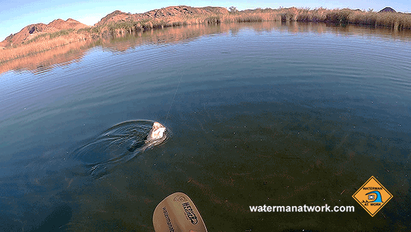 Kayak fishing for largemouth bass on the Colorado River with watermanatwork.com
