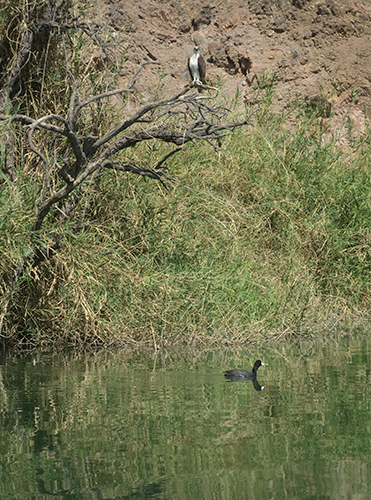 Colorado River osprey