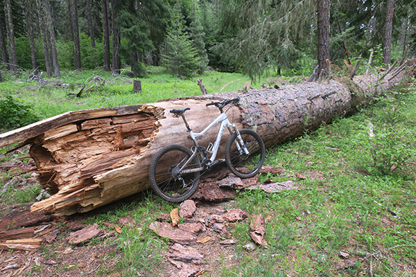 Large fallen pine tree in the Cascade Mountains