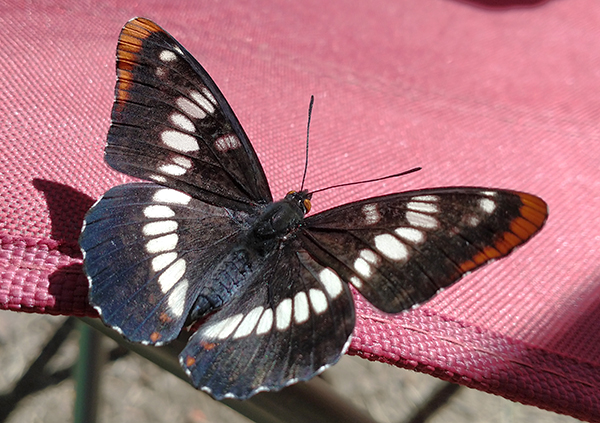 Cascade Mountain butterfly 6-28-21