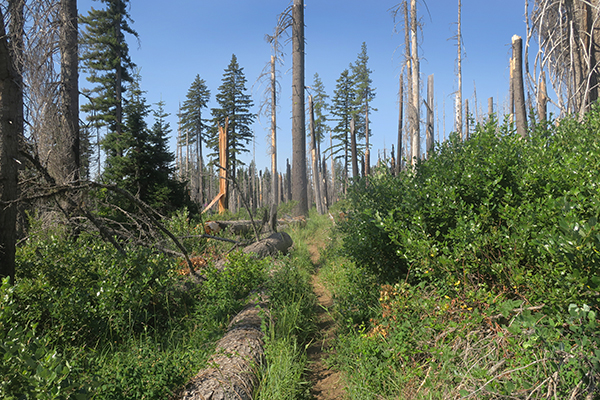 Cascade Mountain singletrack trail.