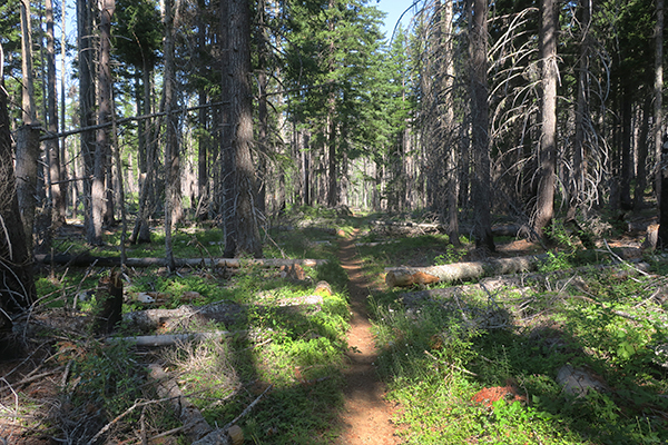 Cascade Mountain trail