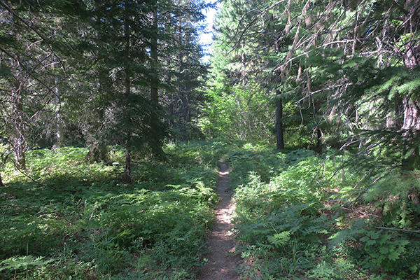 Green but dry Cascade Mountain trail