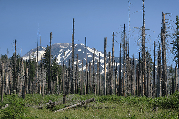 Burned out area of forest with Mt Adams in the distance