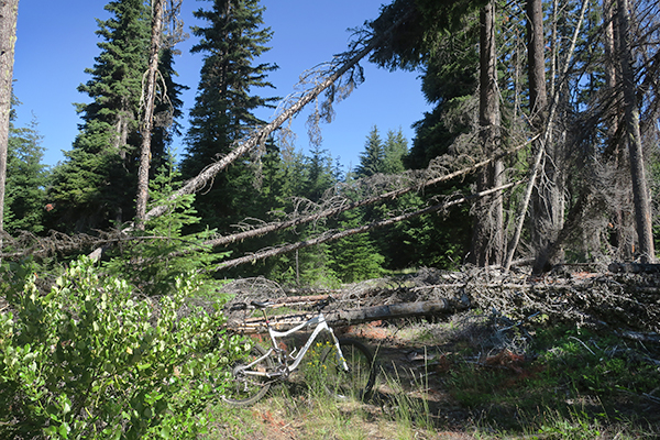 Mountain road closed by blown down trees