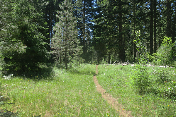 Trail through a sunny mountain meadow