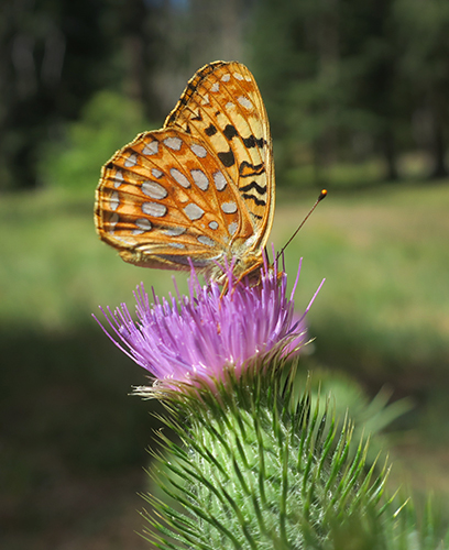 Cascade Mtn butterfly