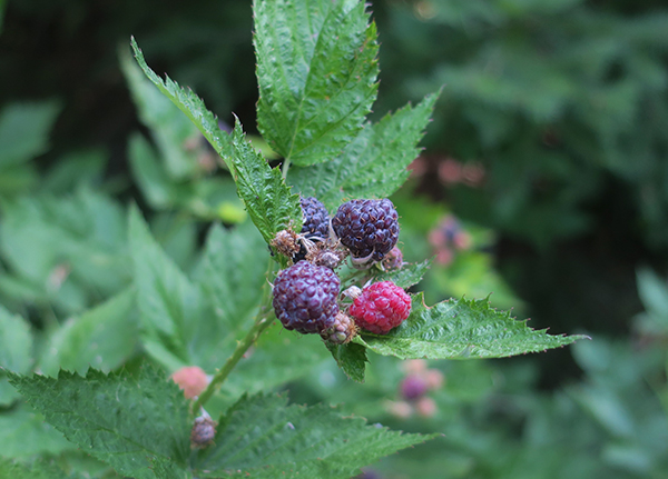 Wild Cascade Mountain blackberries