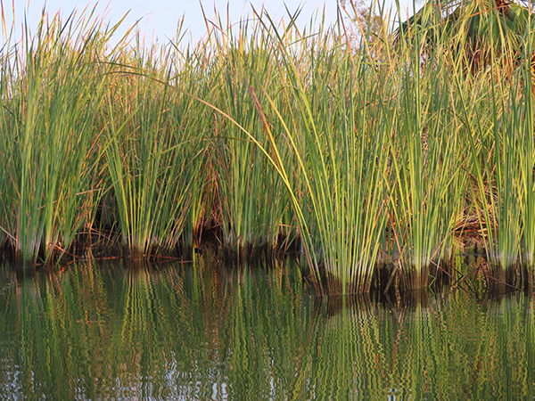 Colorado River reeds showing river water level drop