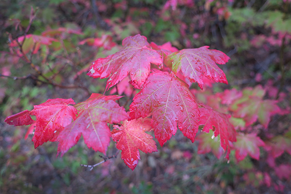 Fall colors on a rainy autumn day in the Cascade Mountains