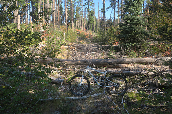 Mountain trail closed due to downed trees