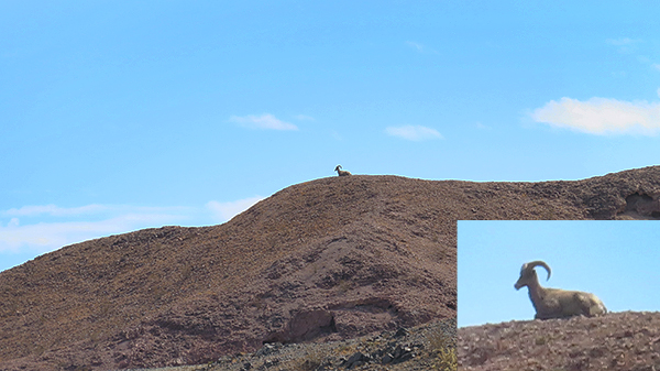 Desert bighorn sheep