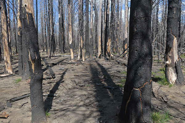 Burned forest near Mt Adams