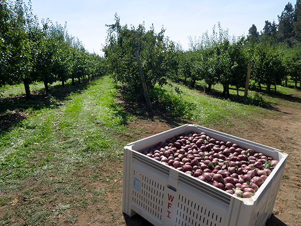 Columbia River Gorge pear orchard