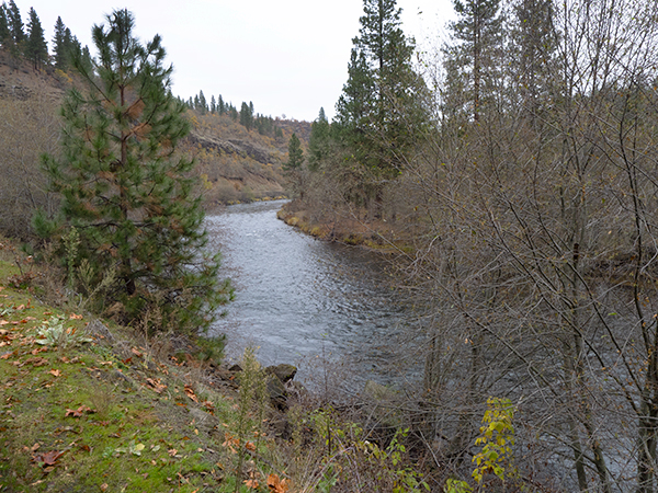 Salmon and steelhead spawning river in Washington