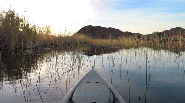 Using a frog lure to fish for largemouth bass in dense reeds