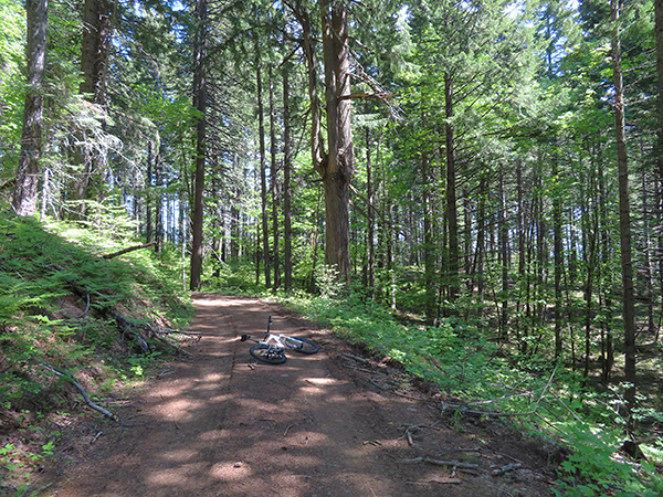 PacNW Forest Service road in the Cascade Mountains