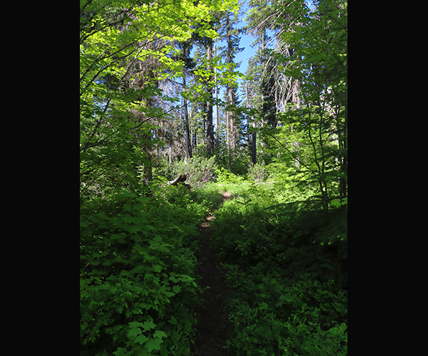 Forest trail