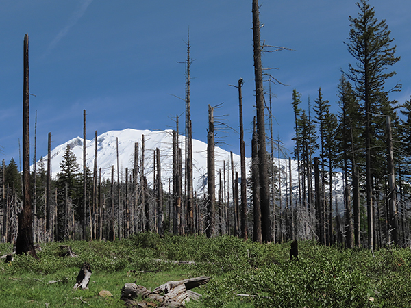 Mt Adams 6-7-22