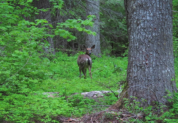 Mountain deer