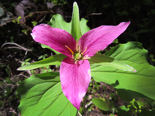 Mountain flower