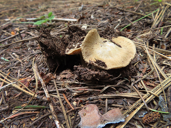 PacNW forest mushrooms