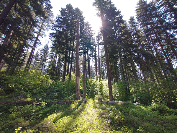 Sunlight in the PacNW forest