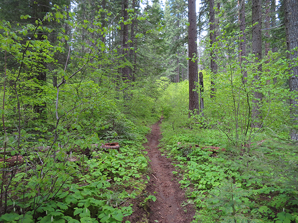 Cascade Mountain trail