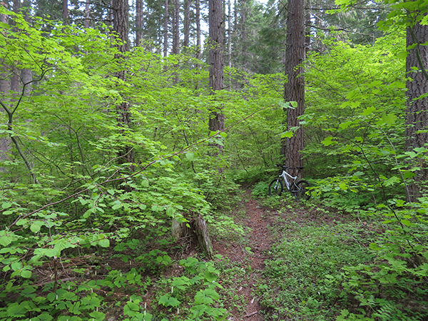 Cascade Mountain trail