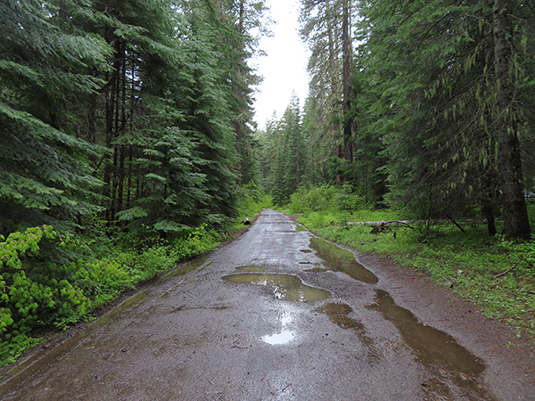 Rainy PacNW forest