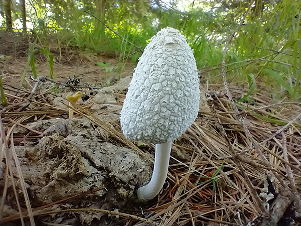 Cascade Mtn mushroom