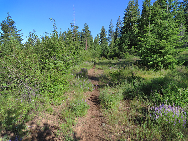 Cascade Mountain trail