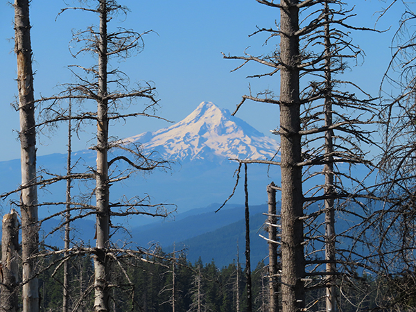 Mt Hood