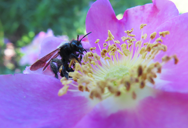 Cascade Mtn bee on flower