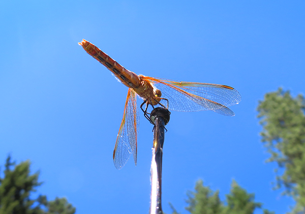 Cascade Mtn dragonfly