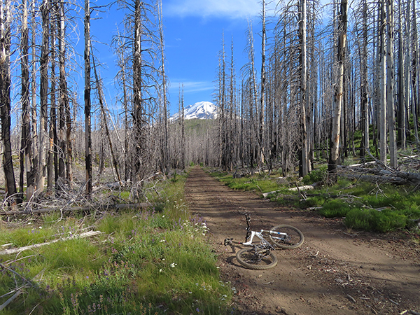 Forest Service road and Mt Adams