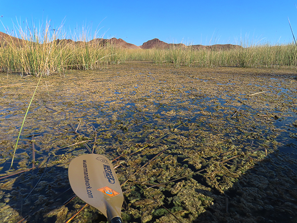 Milfoil on the Colorado River