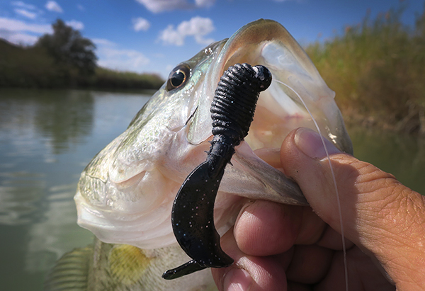 Grub fishing for largemouth bass   watermanatwork.com